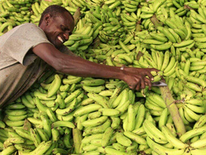 Plantain chips processing machine in Nigeria
