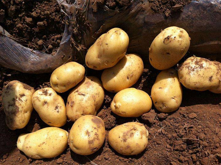 What is the status of French potato exports?