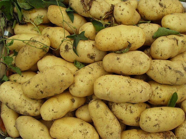 Potato planting development plan and market strategy in France