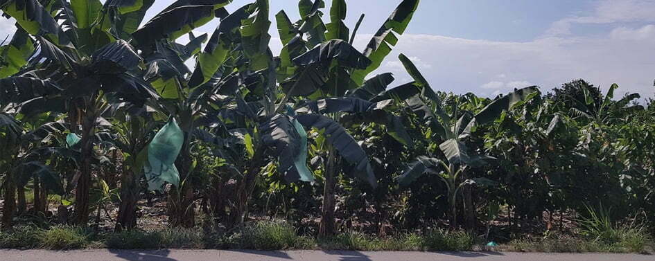Bananas on Uganda's table