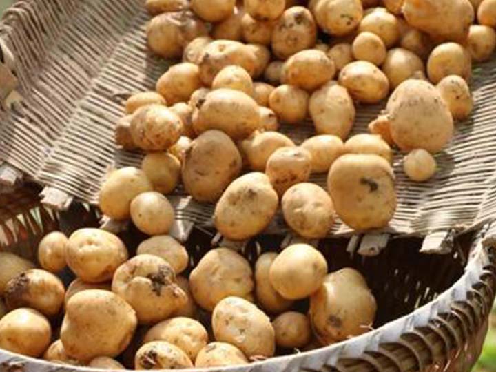 yellow potatoes