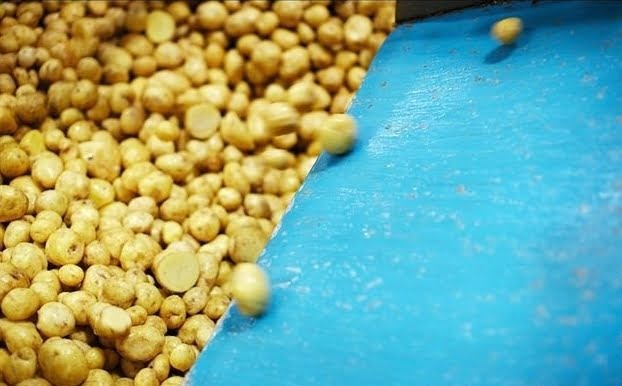 small potato chips plant process